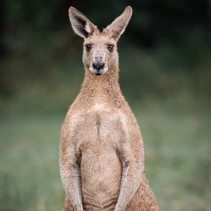 KoalaTrack-1_thumb.webp
