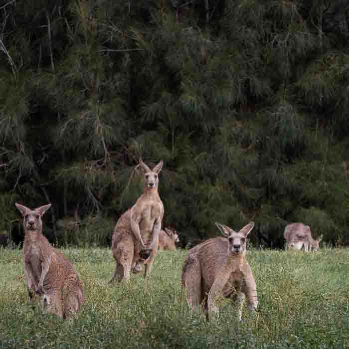 KoalaTrack-2_thumb.webp