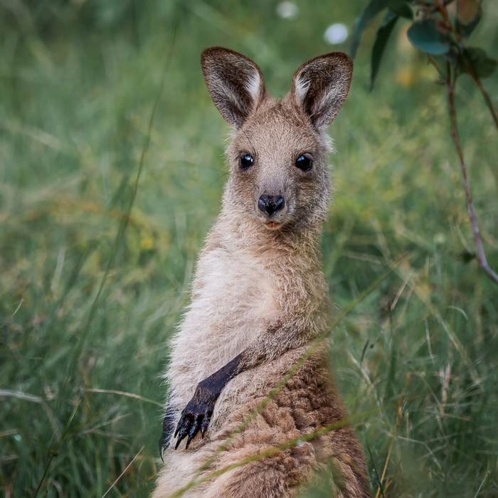 KoalaTrack-3_thumb.webp