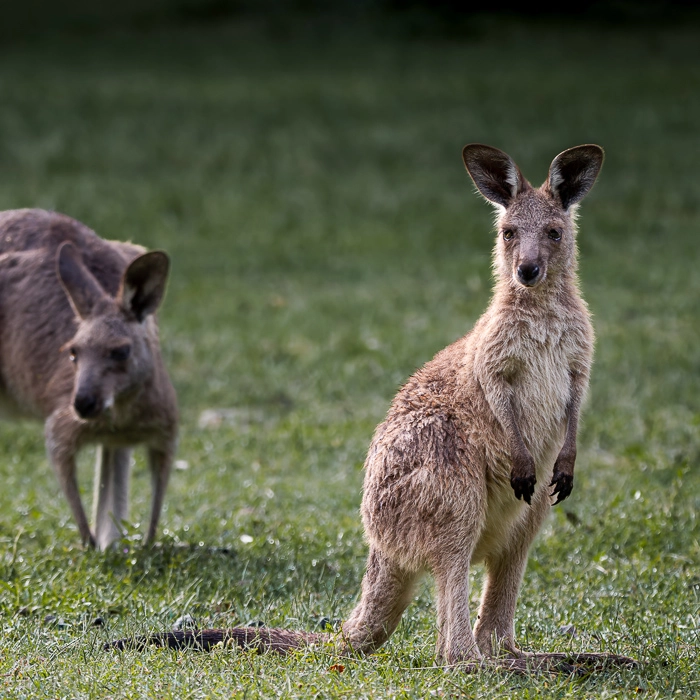 KoalaTrack-4_thumb.webp