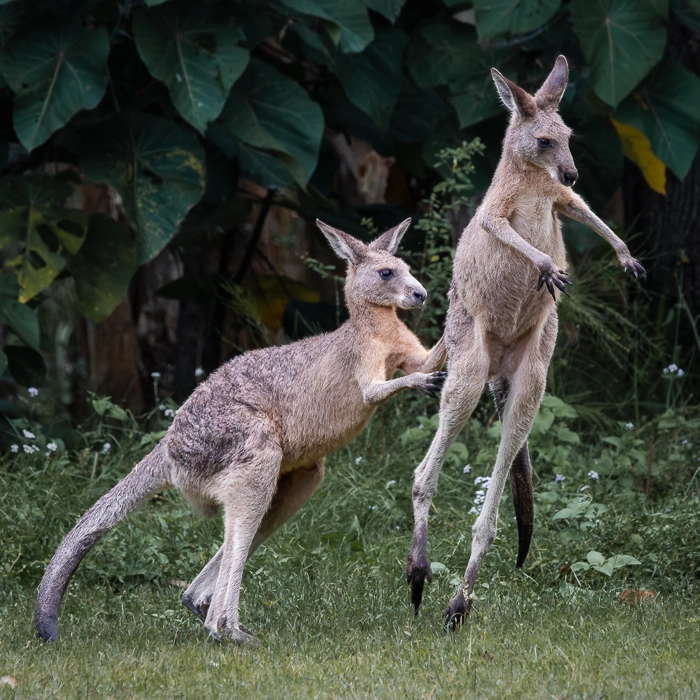 KoalaTrack-5_thumb.webp