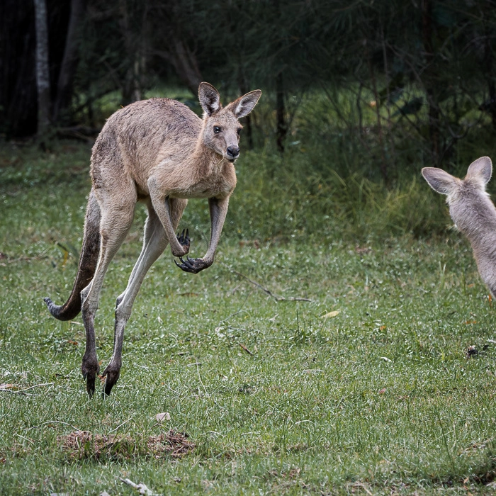 KoalaTrack-6_thumb.webp