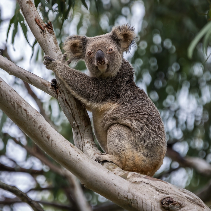 KoalaTrack-7_thumb.webp